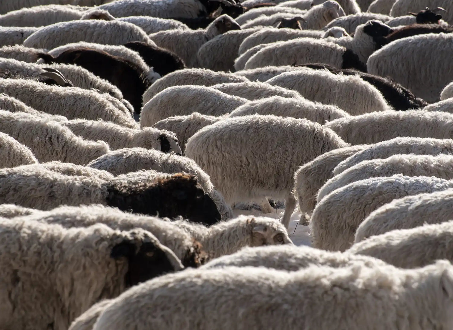 Choosing Green: The Sustainability Benefits of Wool Mattresses